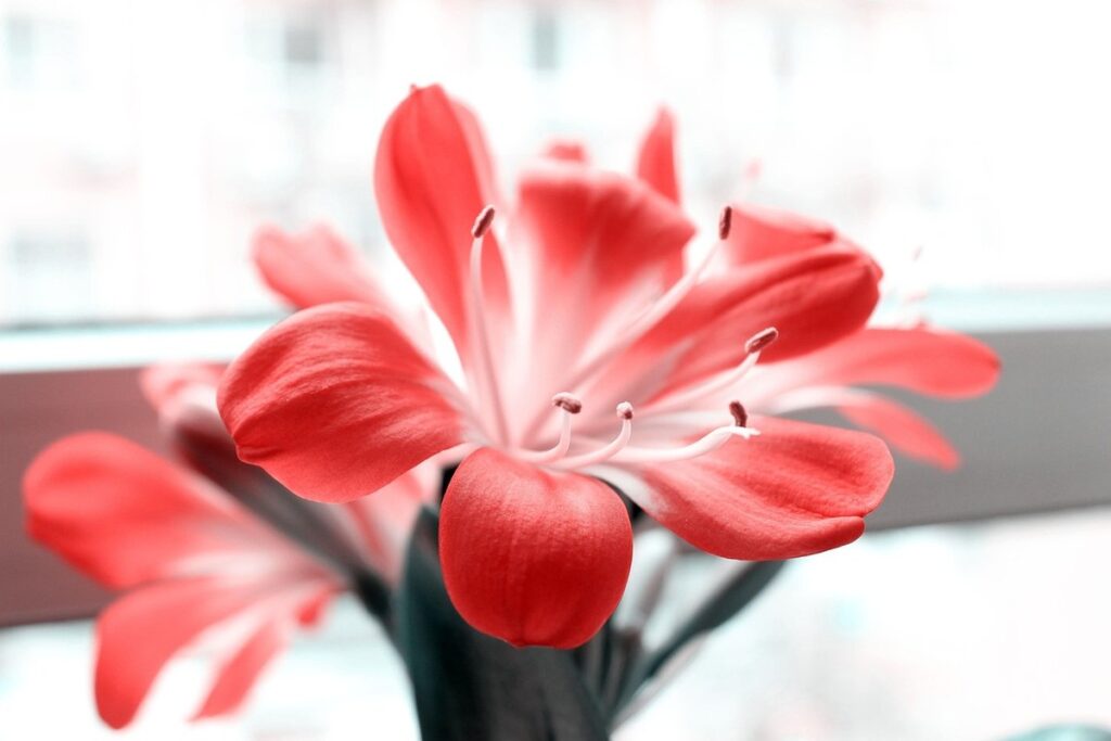 planting clivias