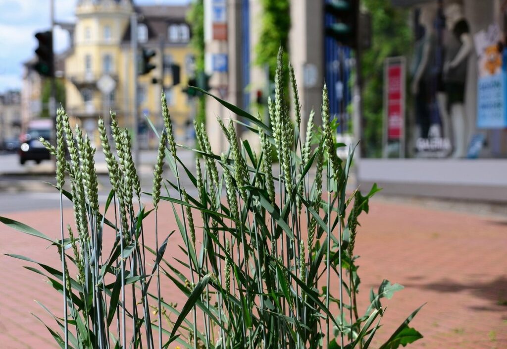 planting zones uk
