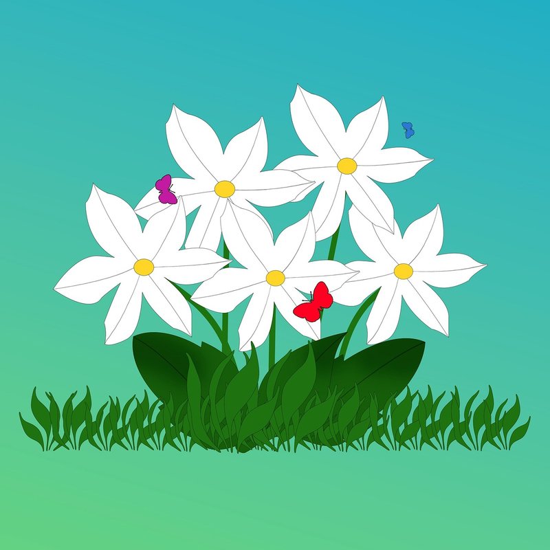 Plants illustrations