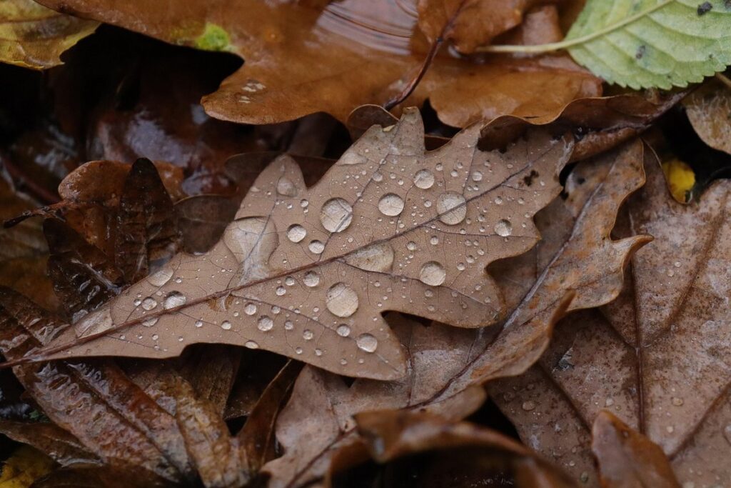 plants for wet ground