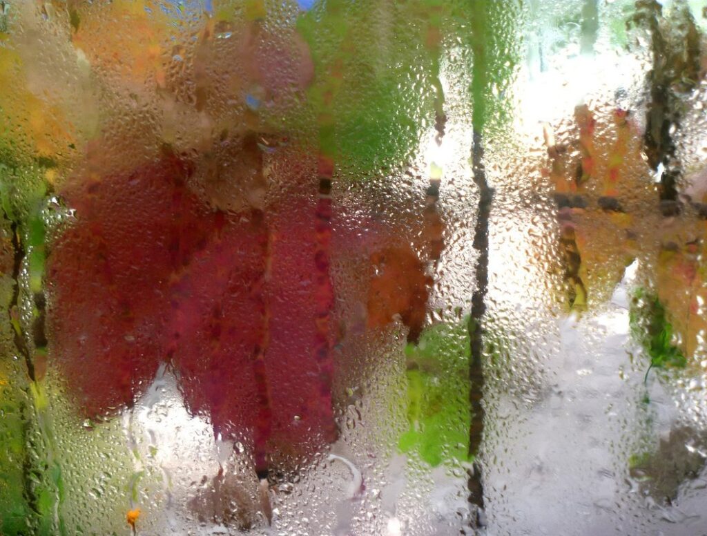 plants in the window