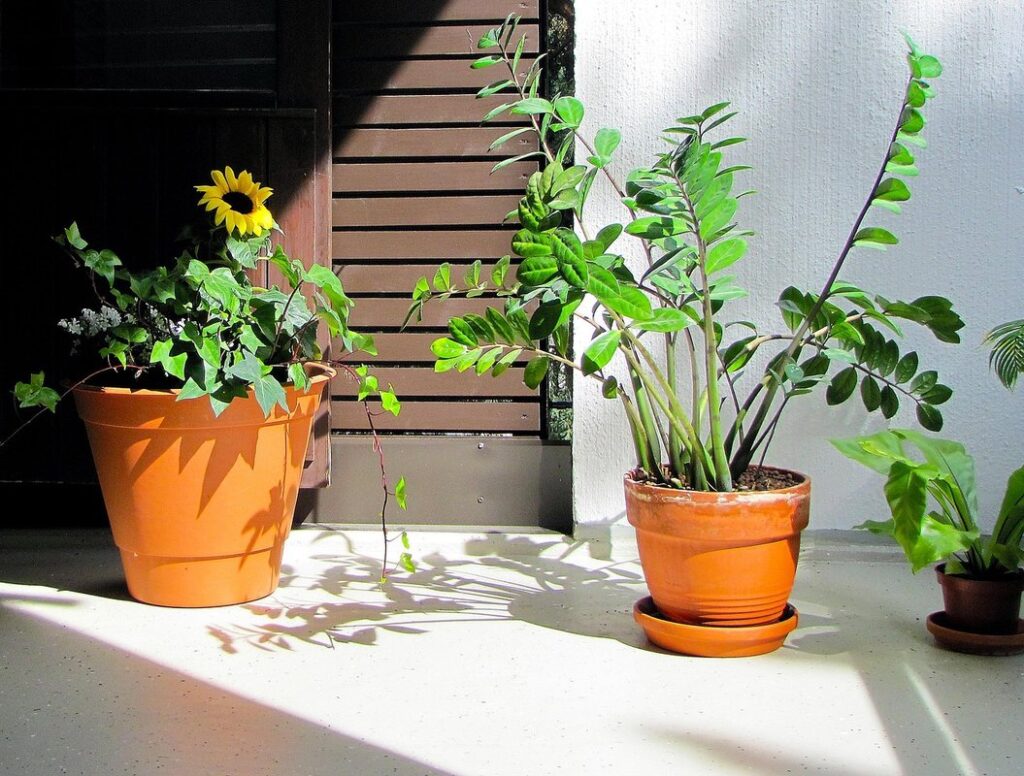 plants on a balcony