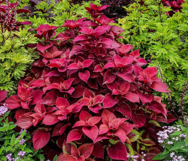 plectranthus caninus plant