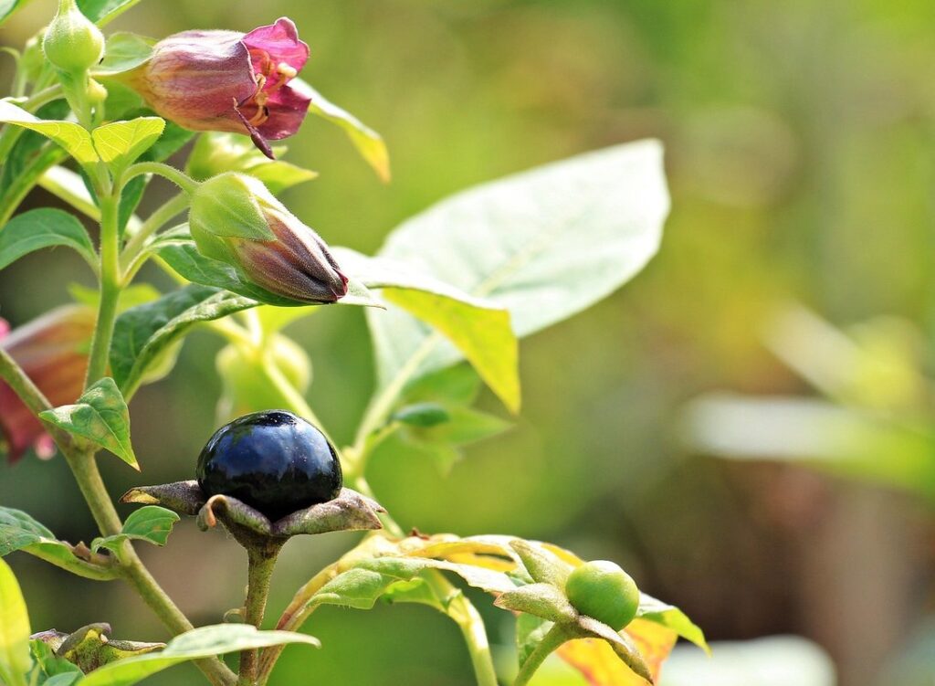 poison belladonna