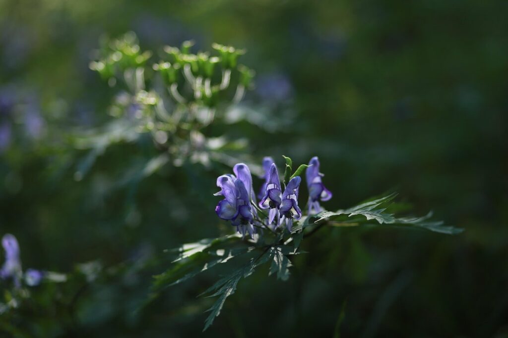 poisonous plant monkshood
