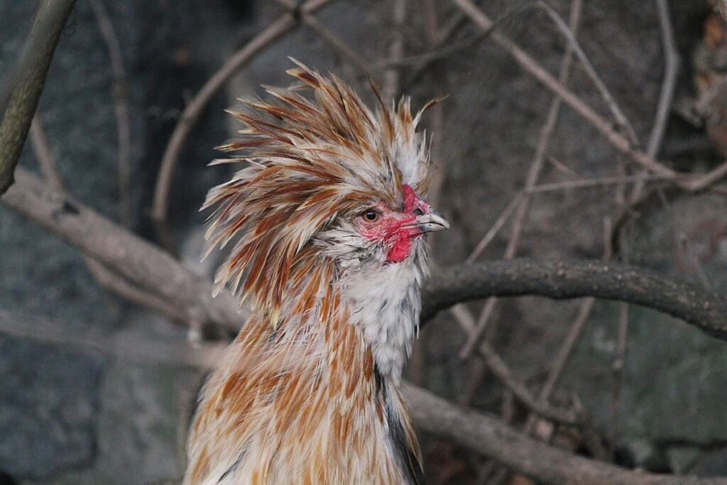 polish chickens as ornamental garden companions