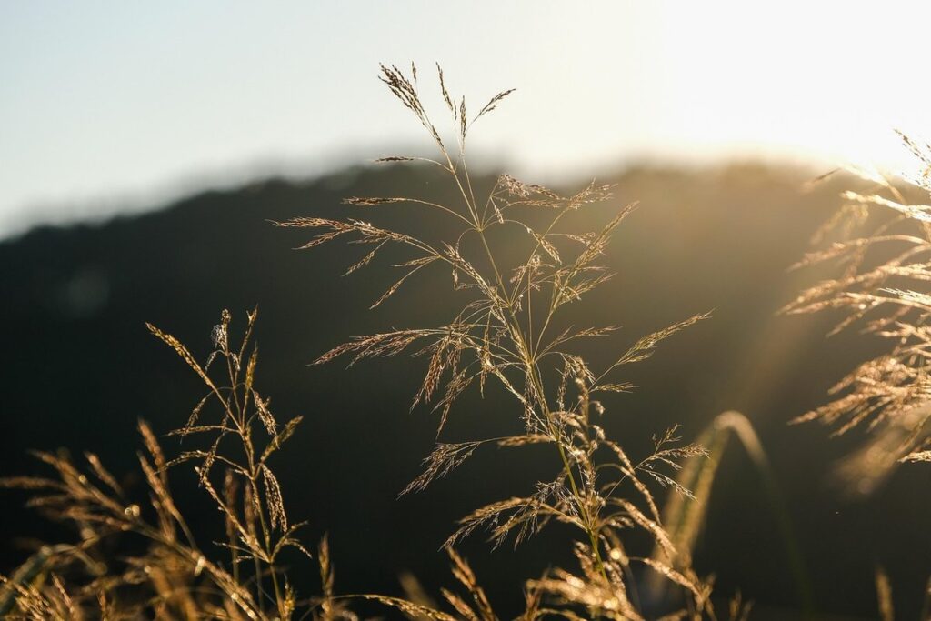 pruning grass plants