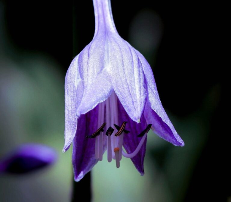 purple hosta plants