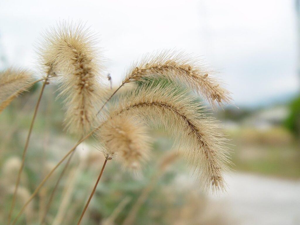 pussywillow trees