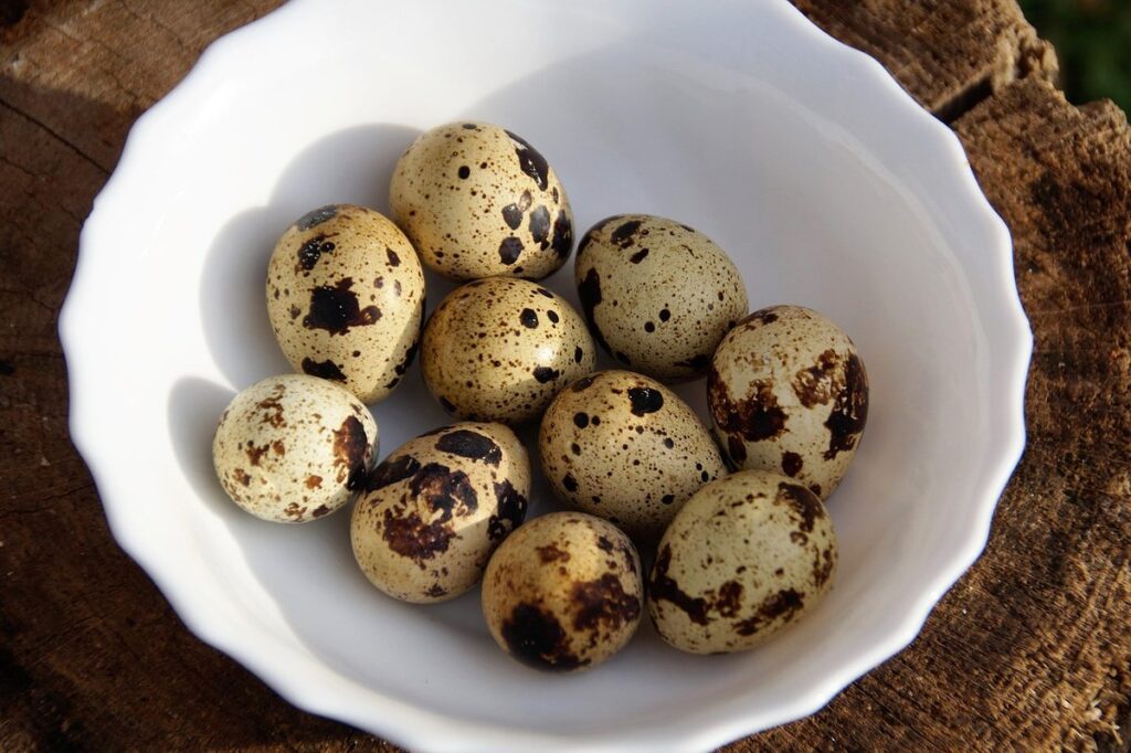 quail manure for container gardening