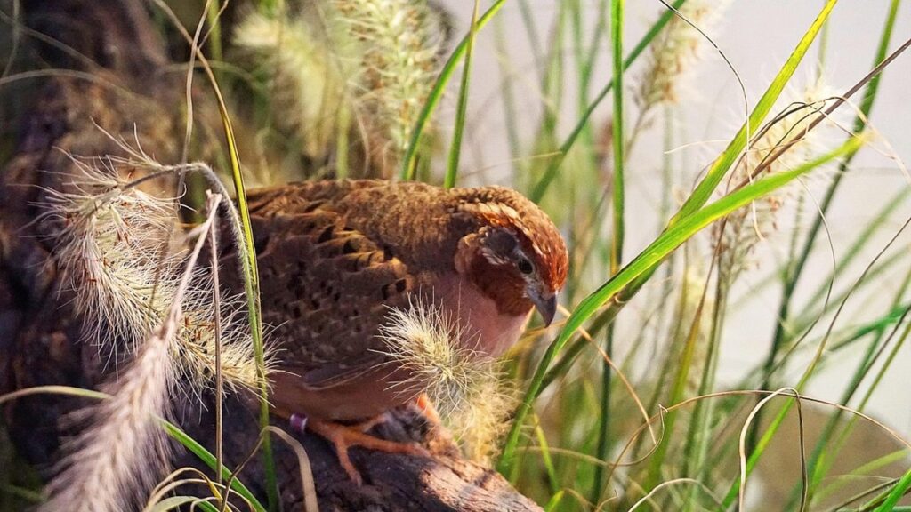 plants for quail habitat in gardens