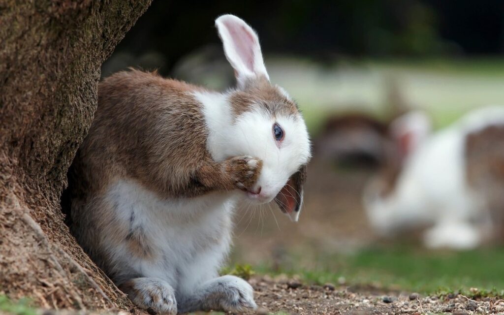 can rabbits eat spring onions