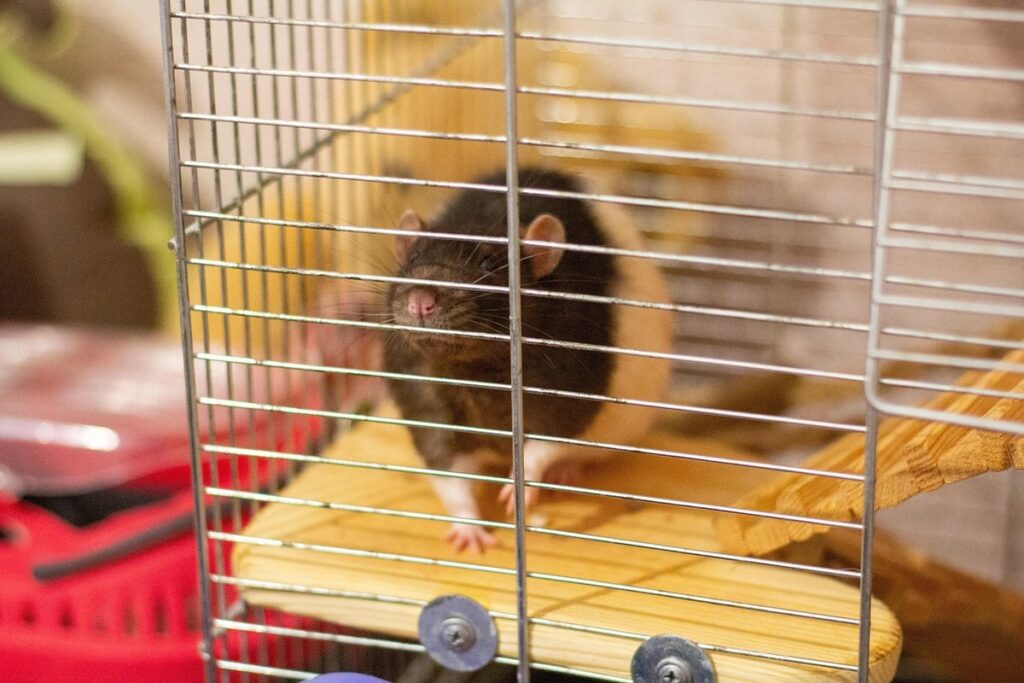 how to keep rats away from garden plants