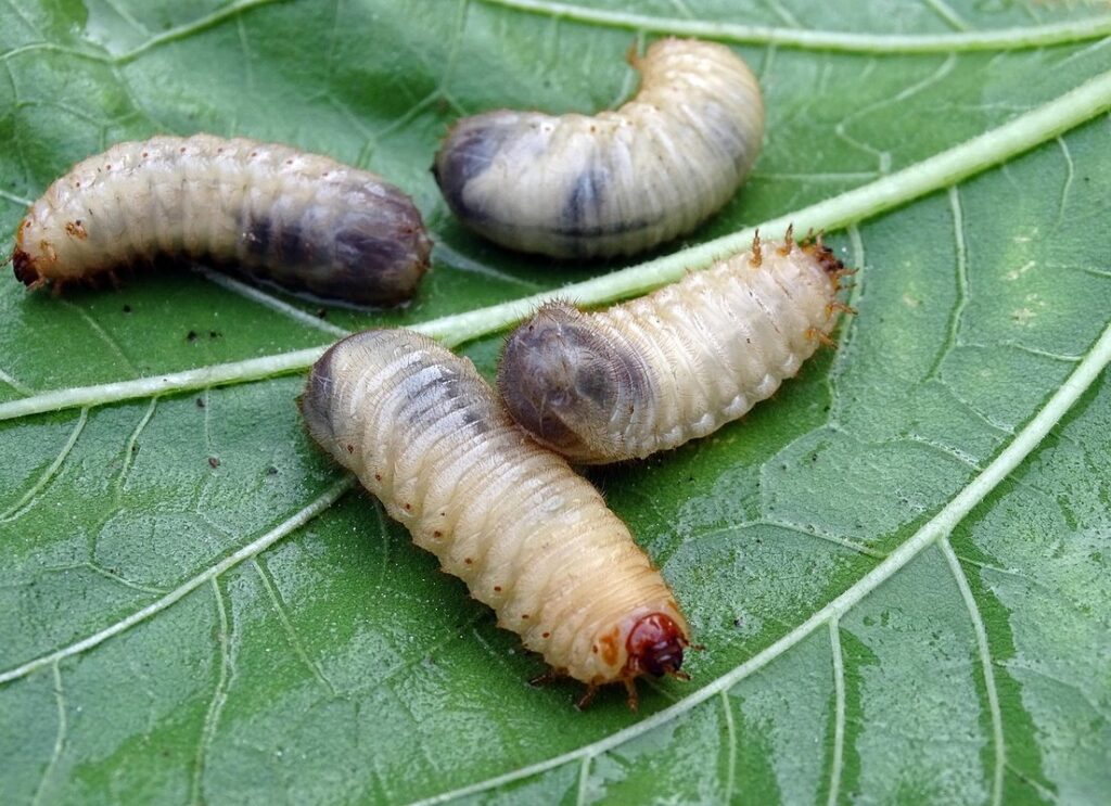 red beetle larvae