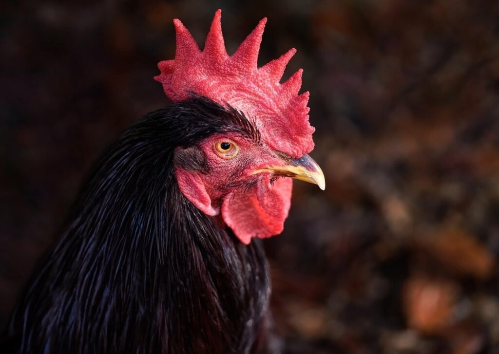 rhode island red chickens in organic gardening