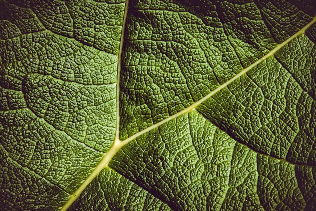 rhubarb leaf