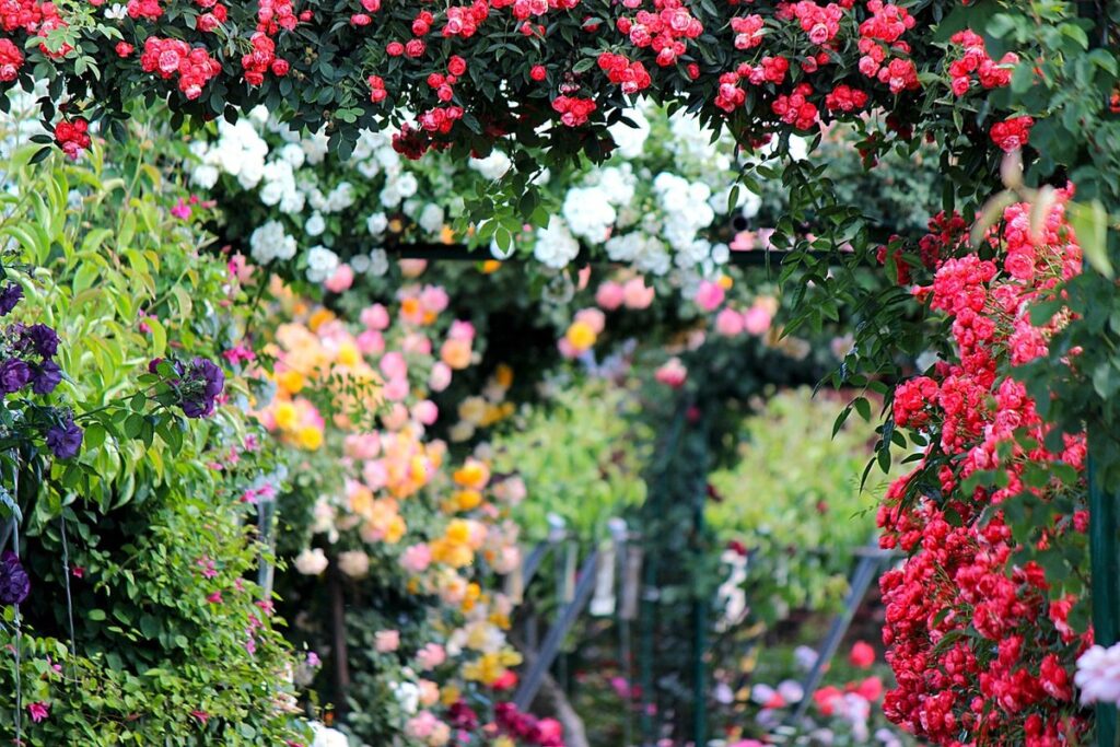 how do you grow roses from seeds