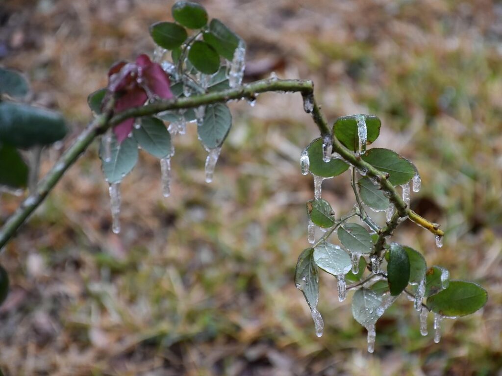 holes in rose leaves