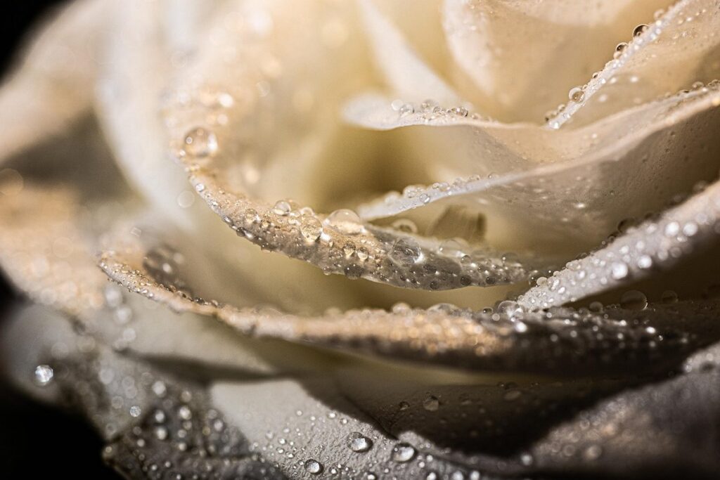 rose plant white