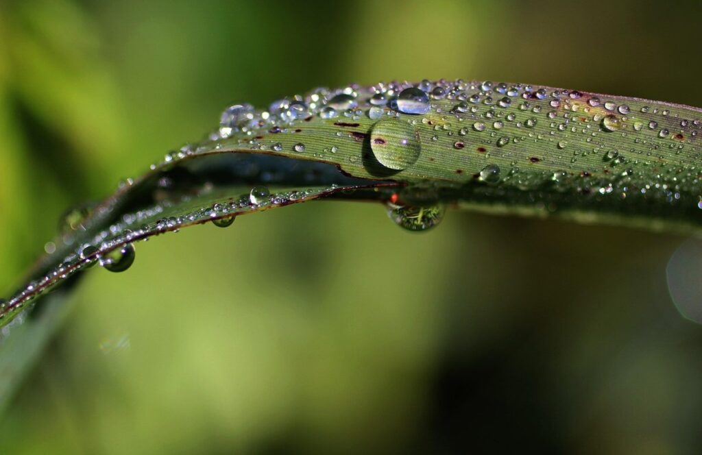 round leaf plant