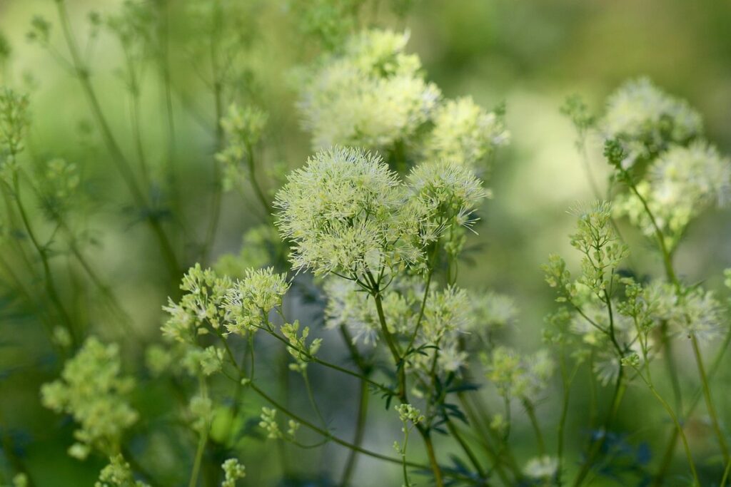 rue herb