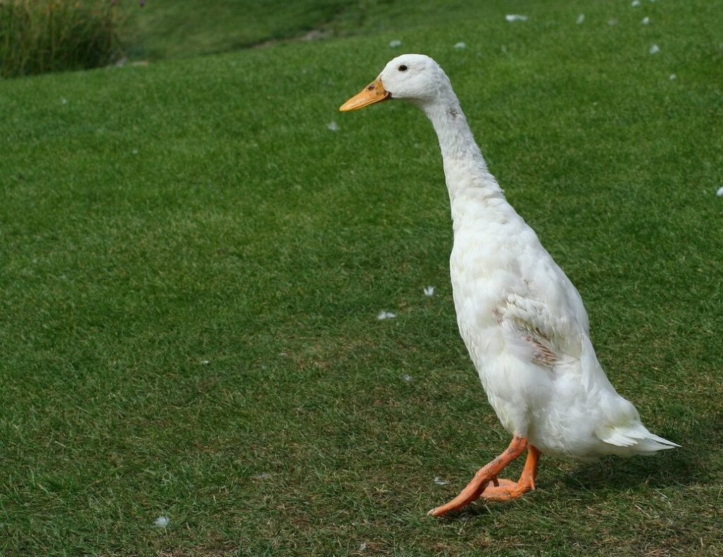 using runner ducks for garden pest control