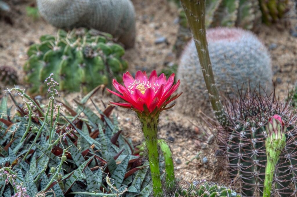 plants for sandy soil