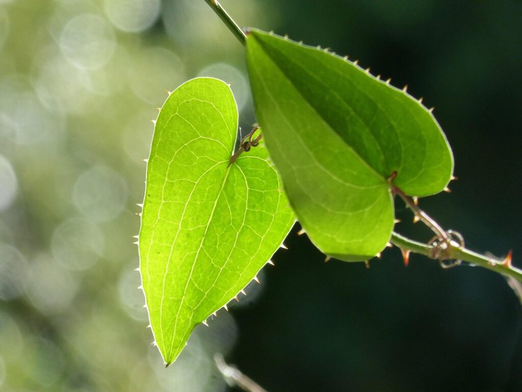 american climbing plant used to flavour drinks