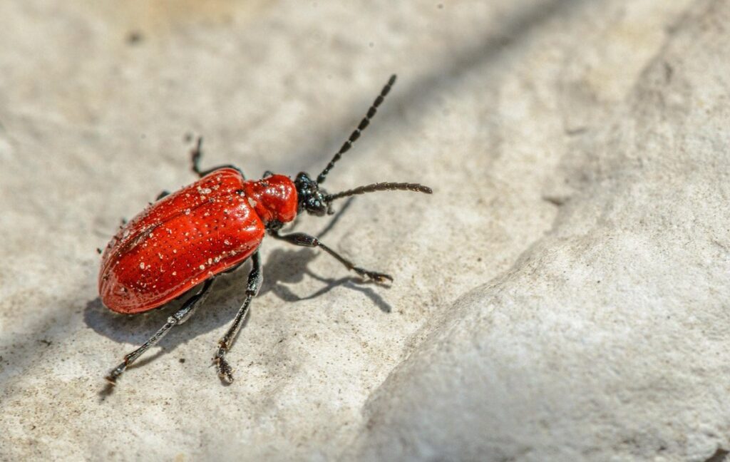 scarlet lily beetle