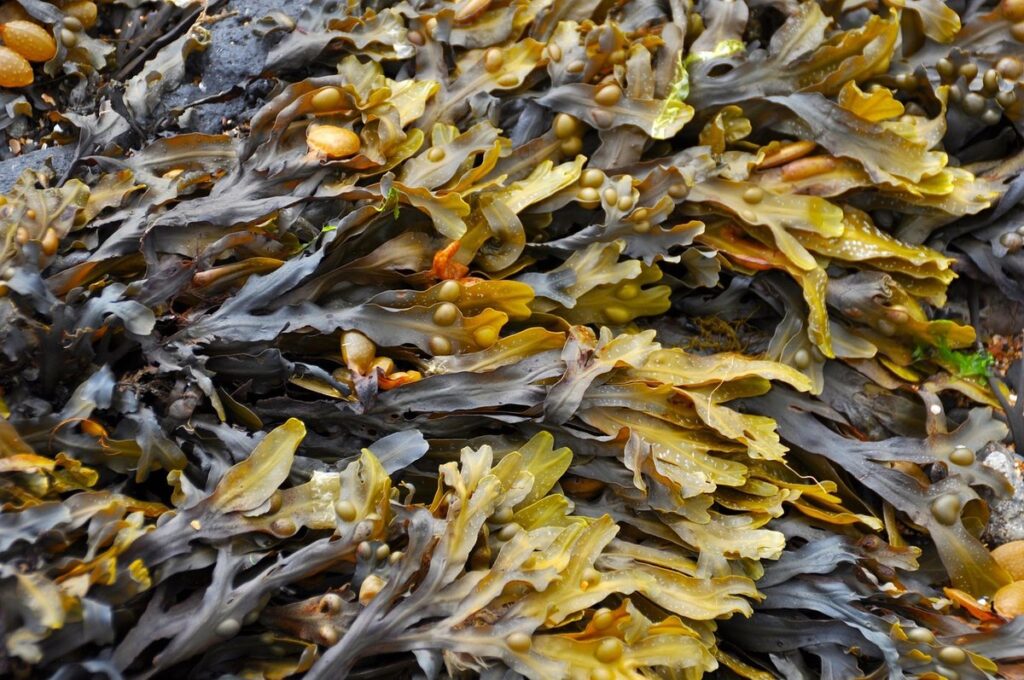 seaweed is it a plant