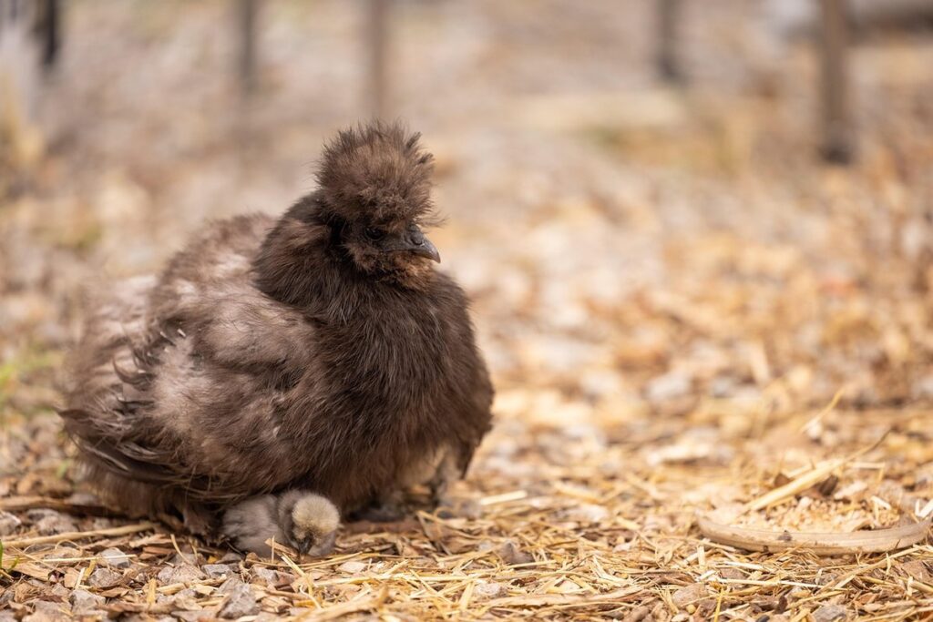 silkie chickens for garden soil aeration