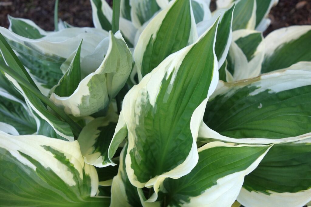 Slug-resistant hostas