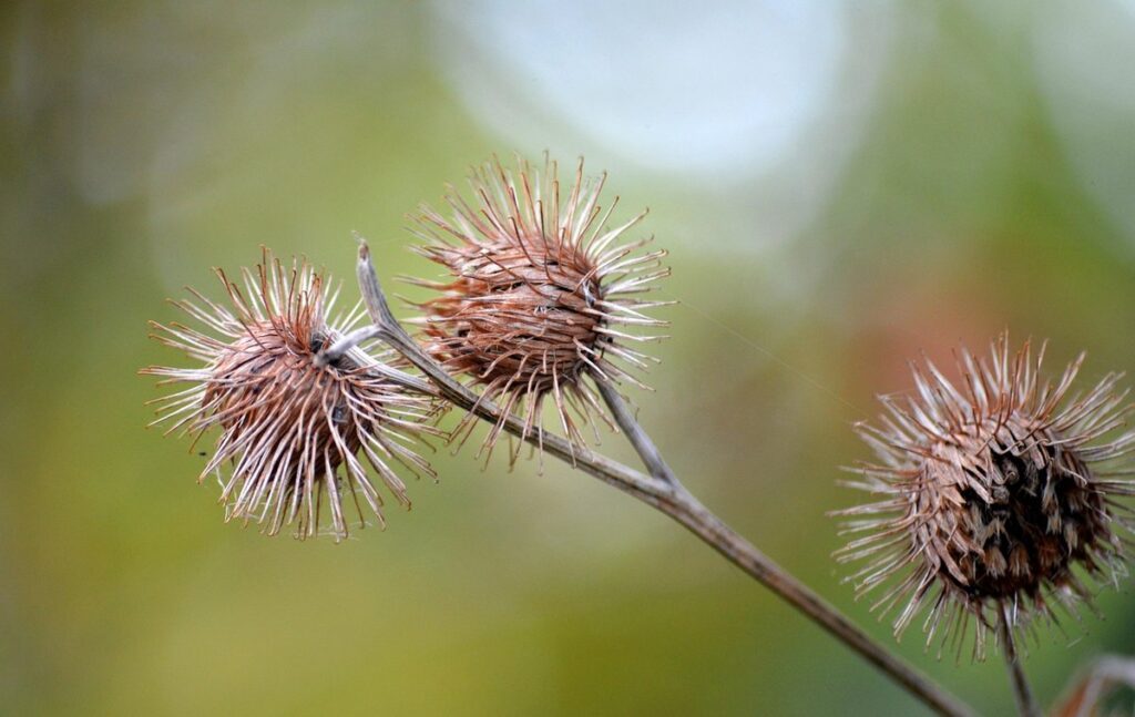 what plants don't slugs like