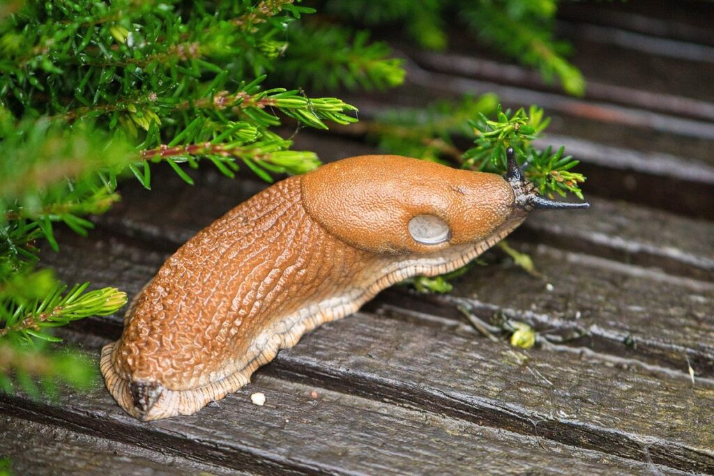 how kill slugs