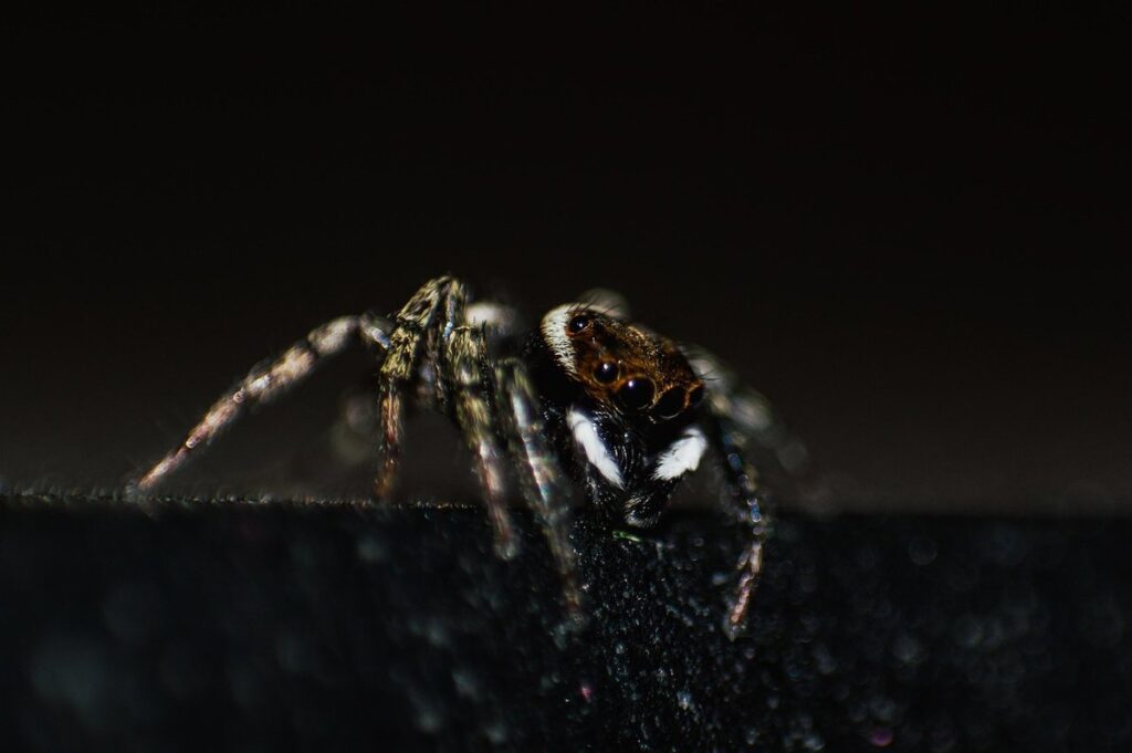 very small jumping bugs
