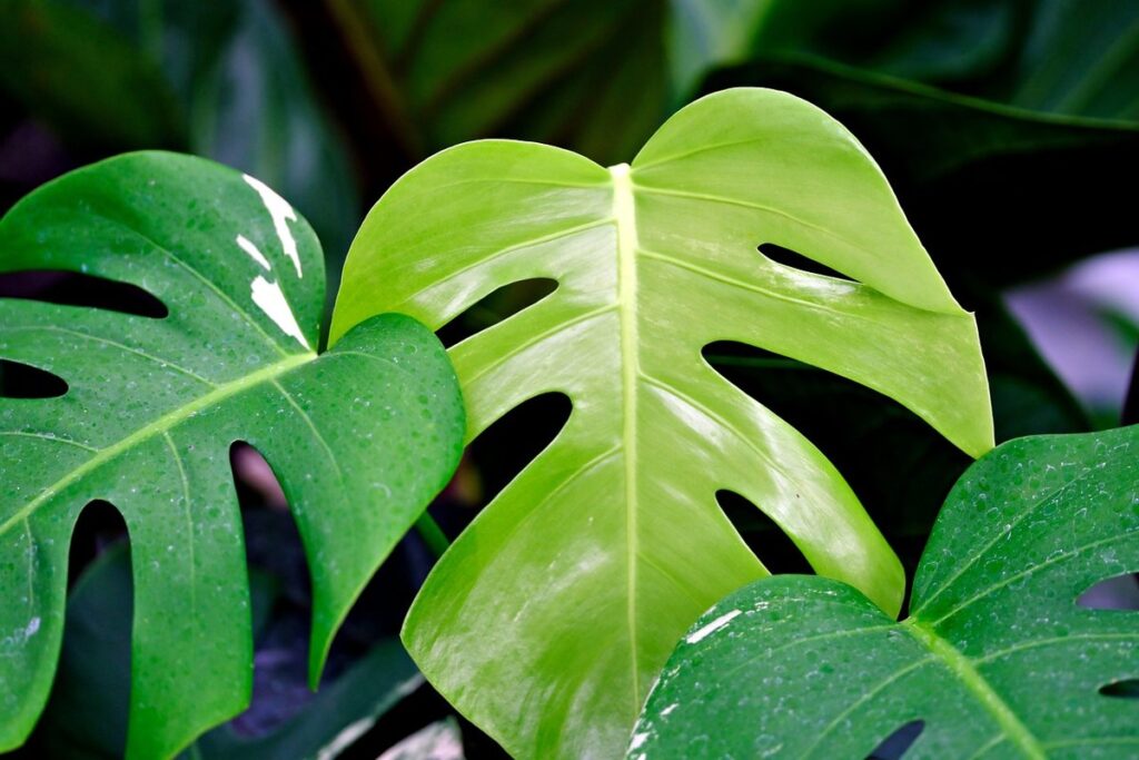 small monstera deliciosa