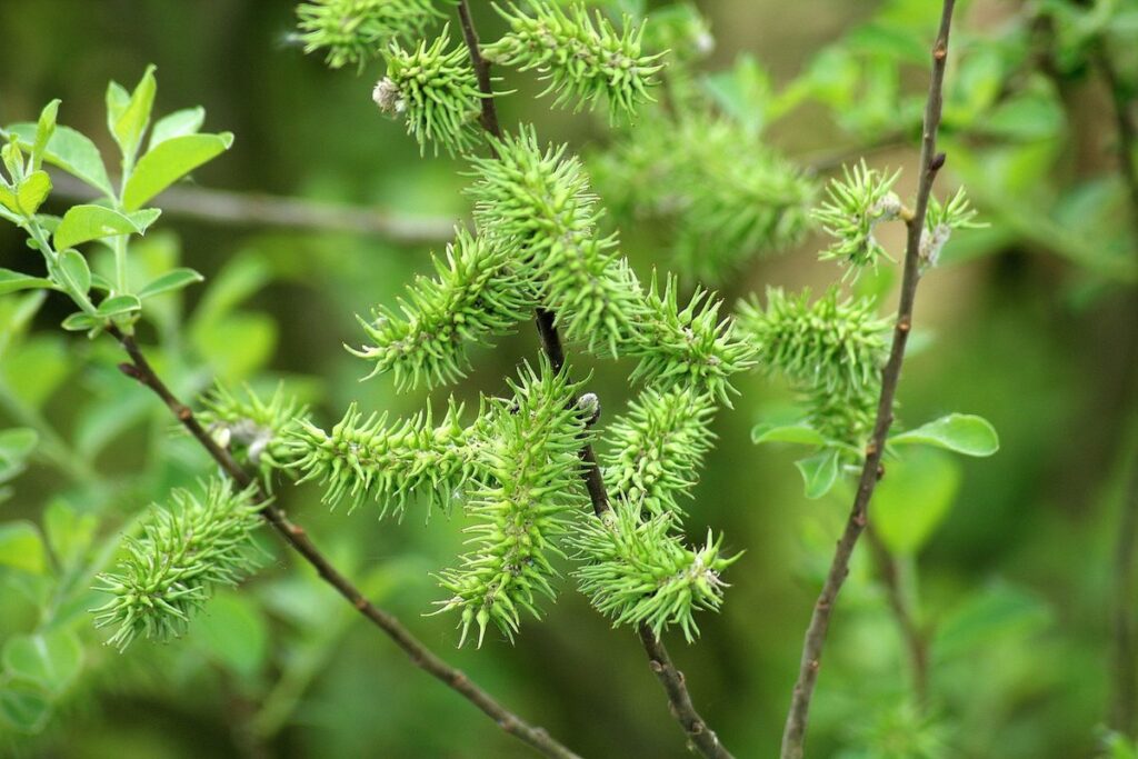 smoke bush varieties