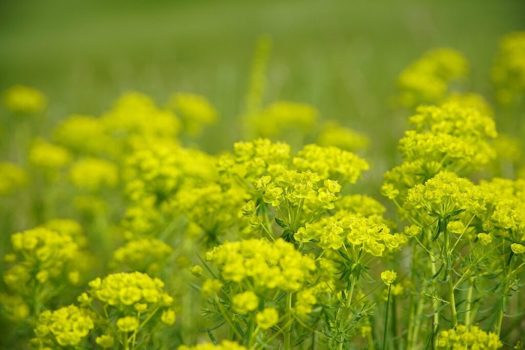 weed spurge