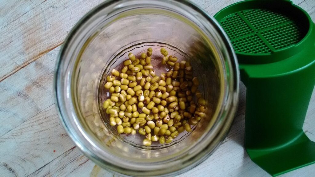 sprouts in jars