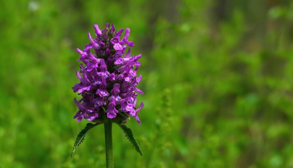 stachys hummelo