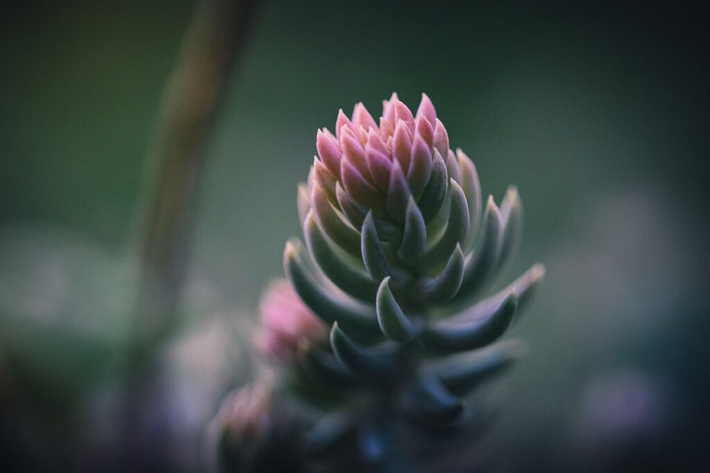 sedum spurium stonecrop