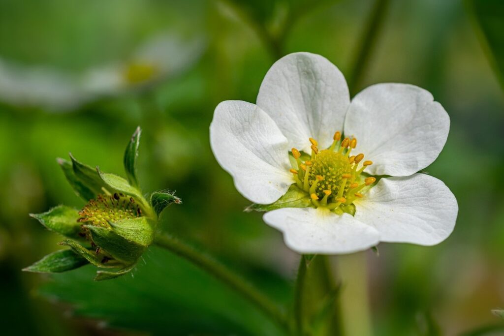 strawberry flowers