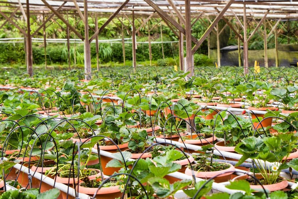 Strawberry pots