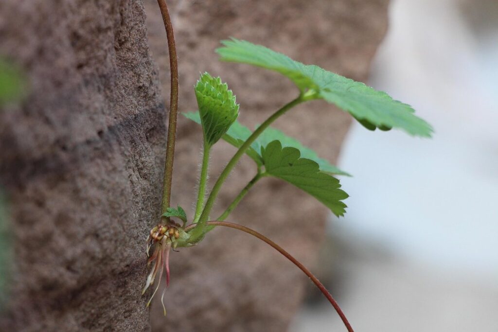 how do i grow strawberries from seed
