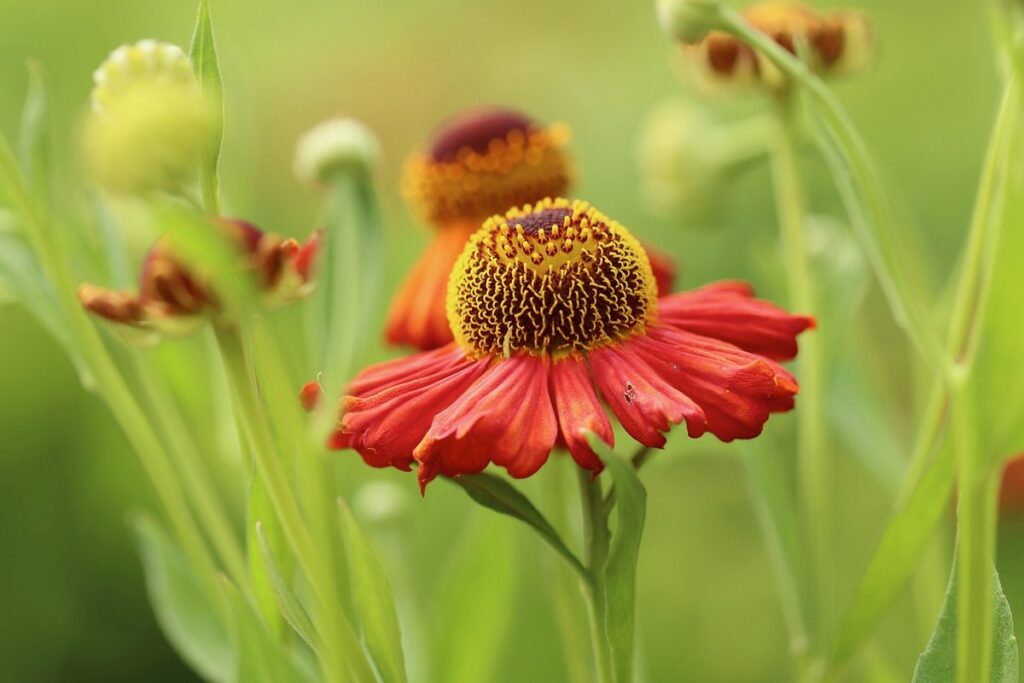 sun star flower