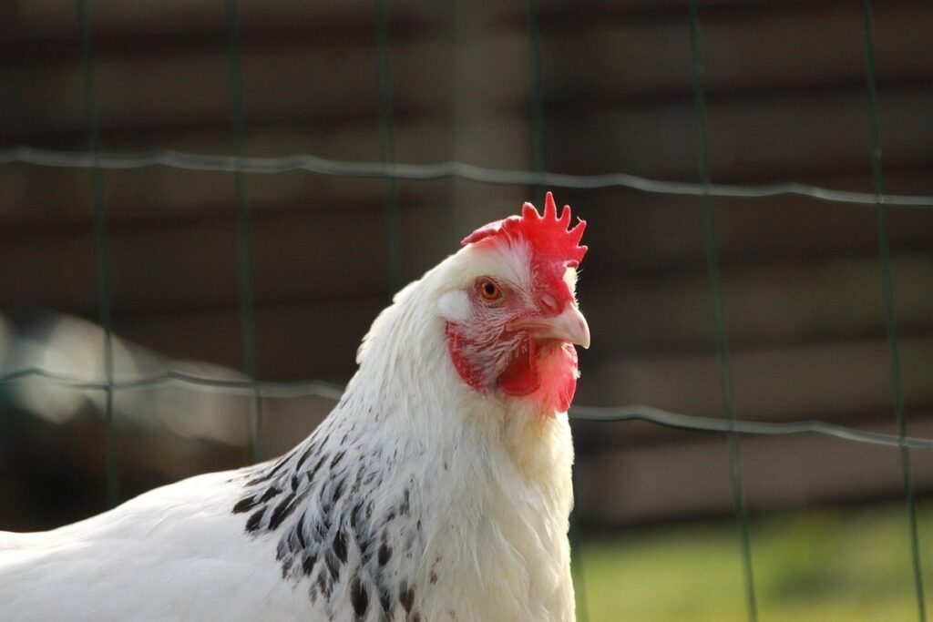 speckled sussex chickens in permaculture gardening