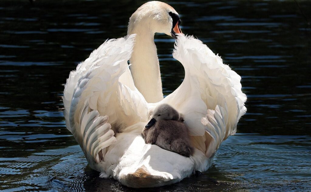 gardening with swans for water features