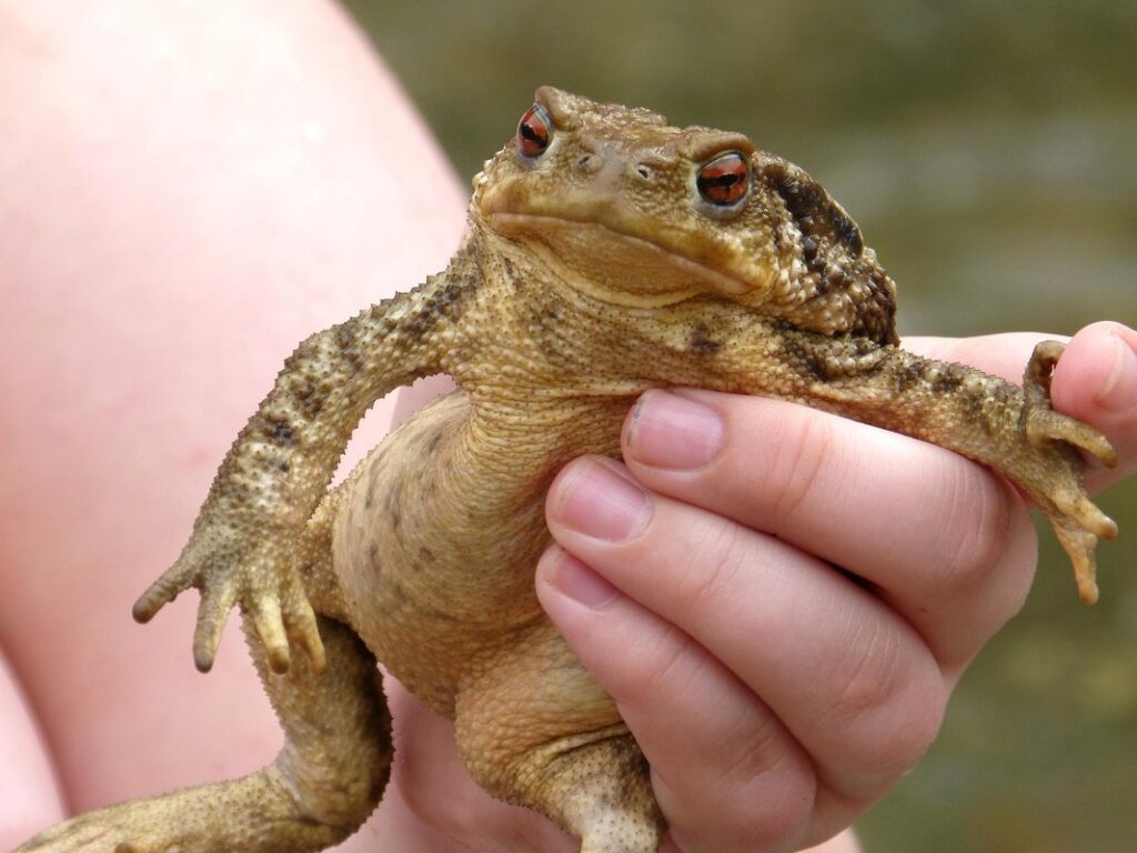 do toads give youwarts