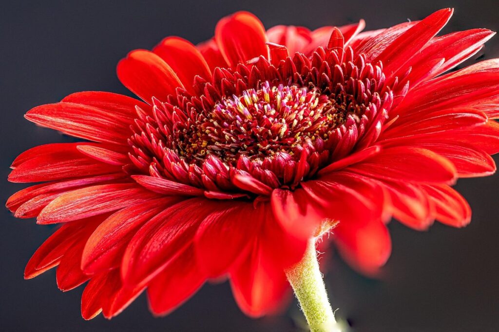 transvaal daisy