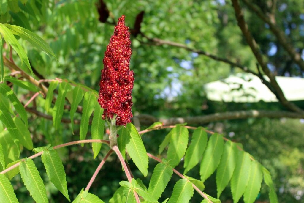 tree sumac
